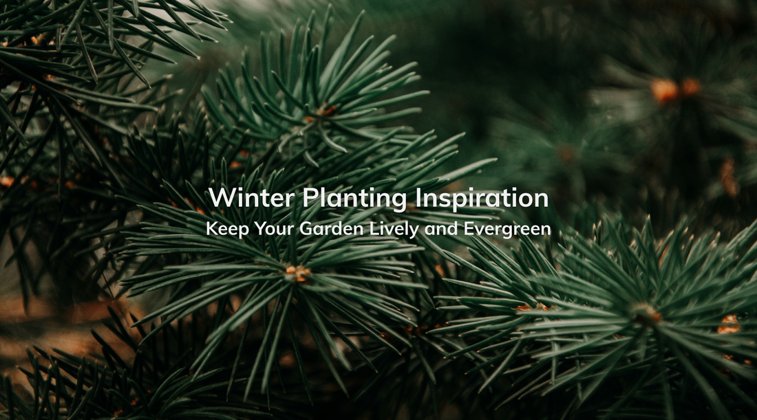 Winter Planting Inspiration: Keep Your Garden Lively and Evergreen