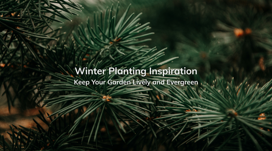 Winter Planting Inspiration: Keep Your Garden Lively and Evergreen