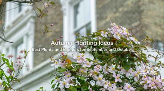 Autumn Planting Ideas: Best Plants and Planters for September and October